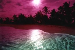 Tropical Beach Paradise