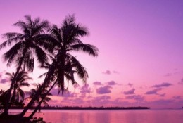 Tropical Beach Paradise